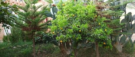 Um jardim com diversas plantas, incluindo cactos e uma árvore com frutos amarelos.
