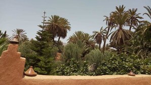 Un jardín desértico con palmeras y cactus.