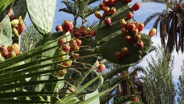 Un cactus con varios racimos de flores rojas y hojas verdes, rodeado de palmeras y otra vegetación.