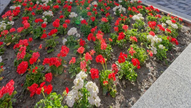 Un hotel de varios pisos con balcones de madera y un jardín con flores rojas y blancas.