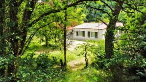 A house surrounded by dense green foliage.