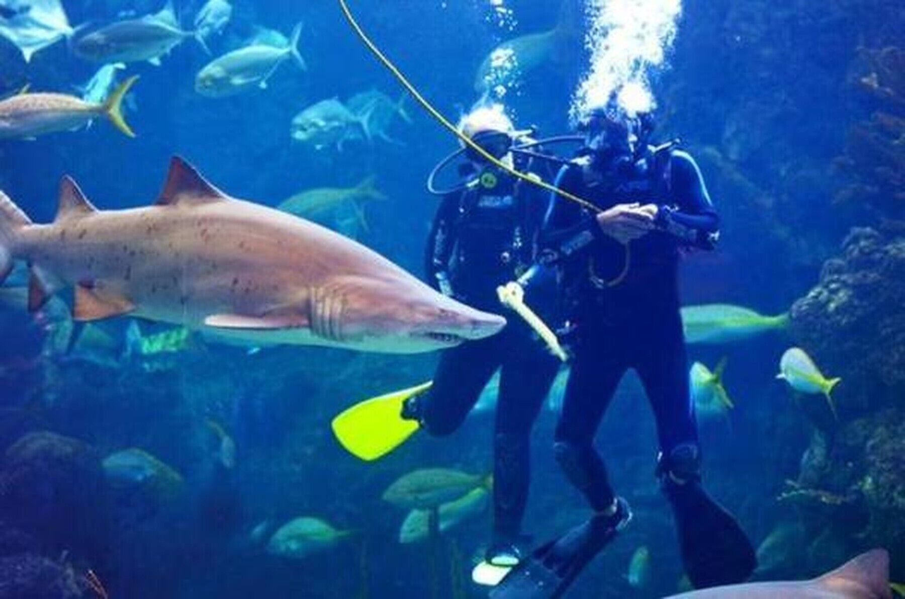 Un plongeur et un requin dans un aquarium.