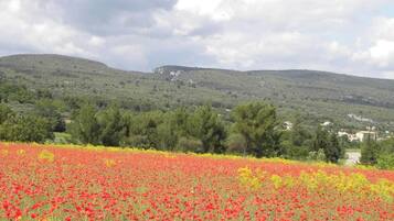 3 slaapkamers, een strijkplank/strijkijzer, internet
