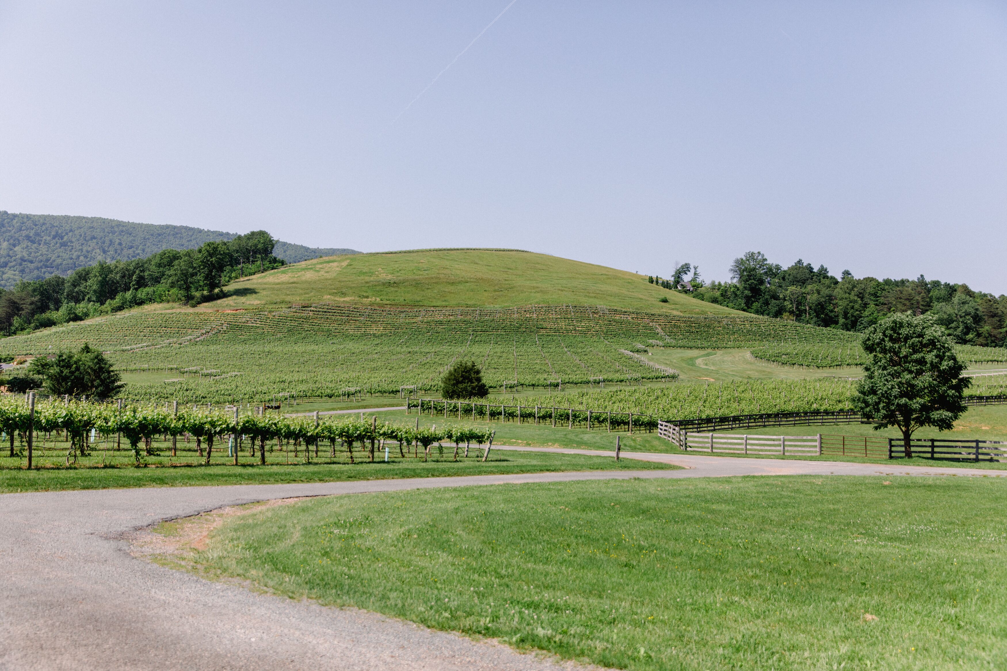A vineyard with rows of grapevines, a winding road, and a hill in the background.