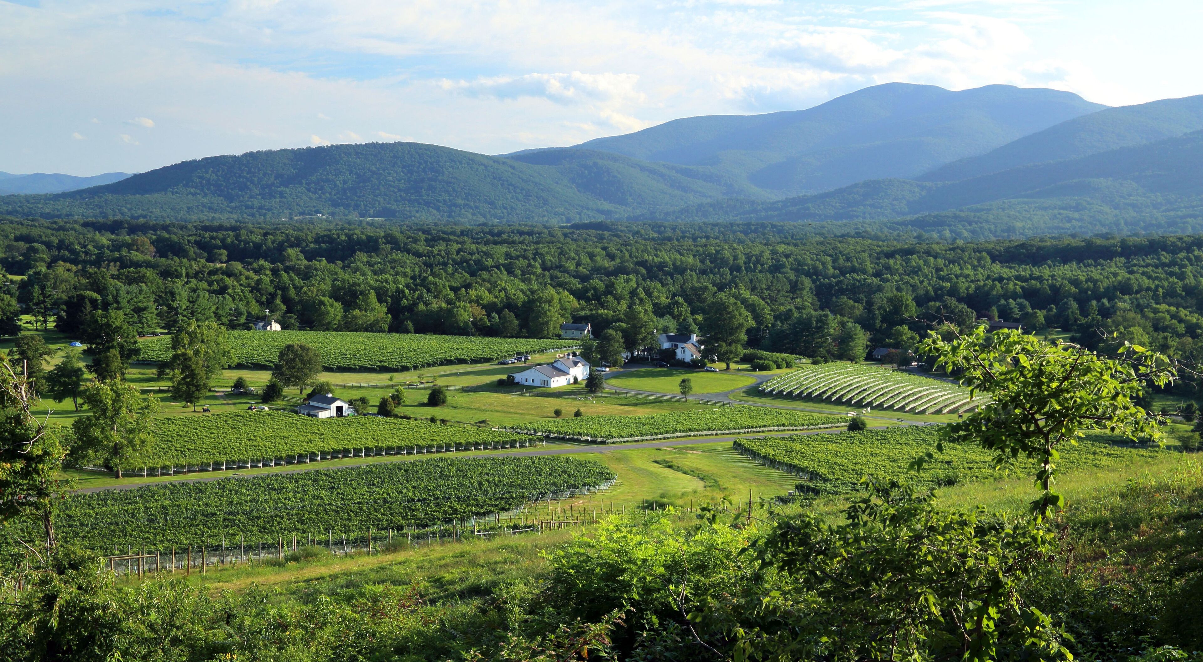 A vineyard with rows of grapevines, a few buildings, and a mountainous backdrop.