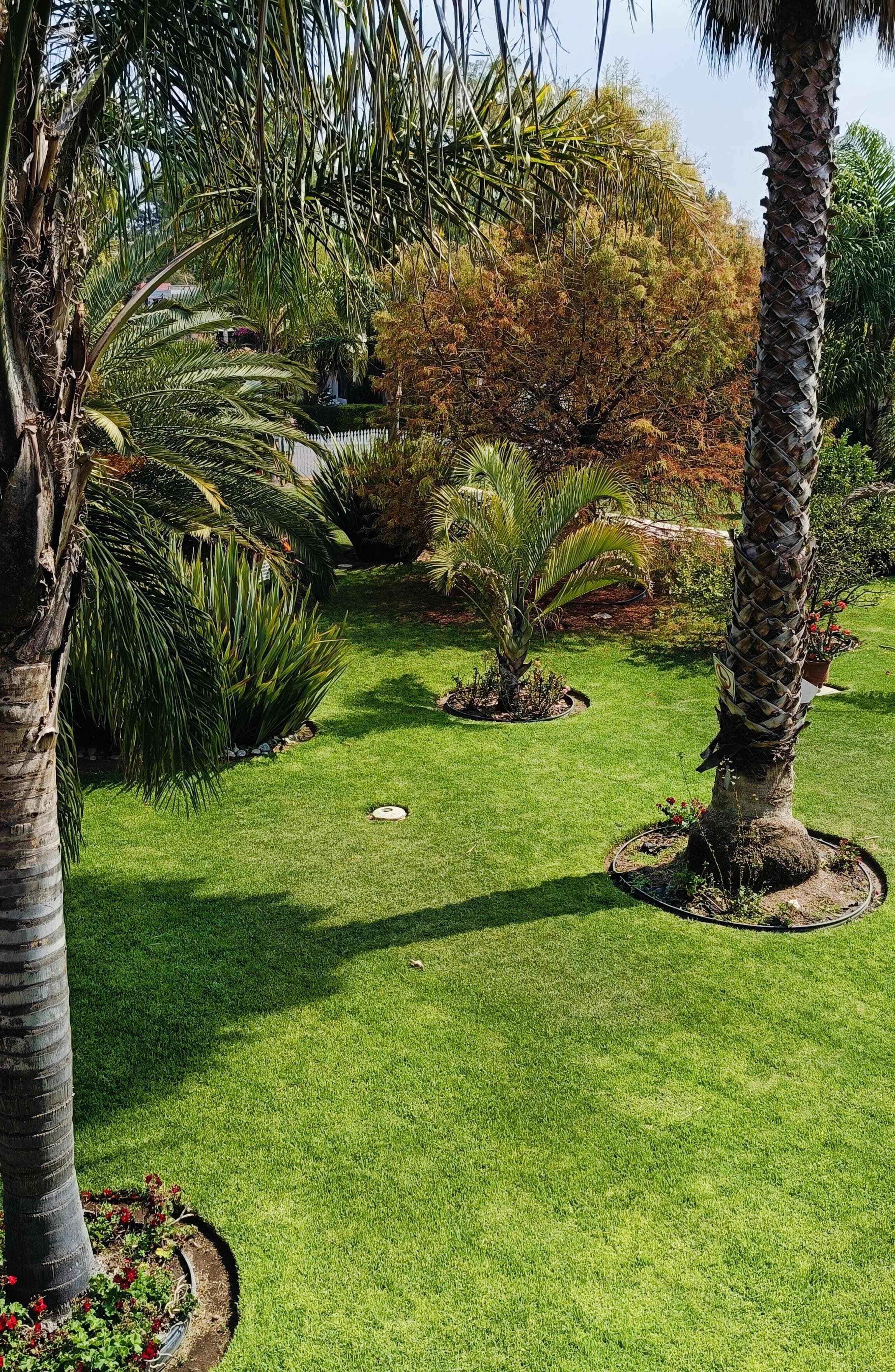 Un jardin bien entretenu, agrémenté de palmiers, d’un petit palmier orné d’un panier décoratif, ainsi que de diverses espèces d’arbustes et d’arbres.