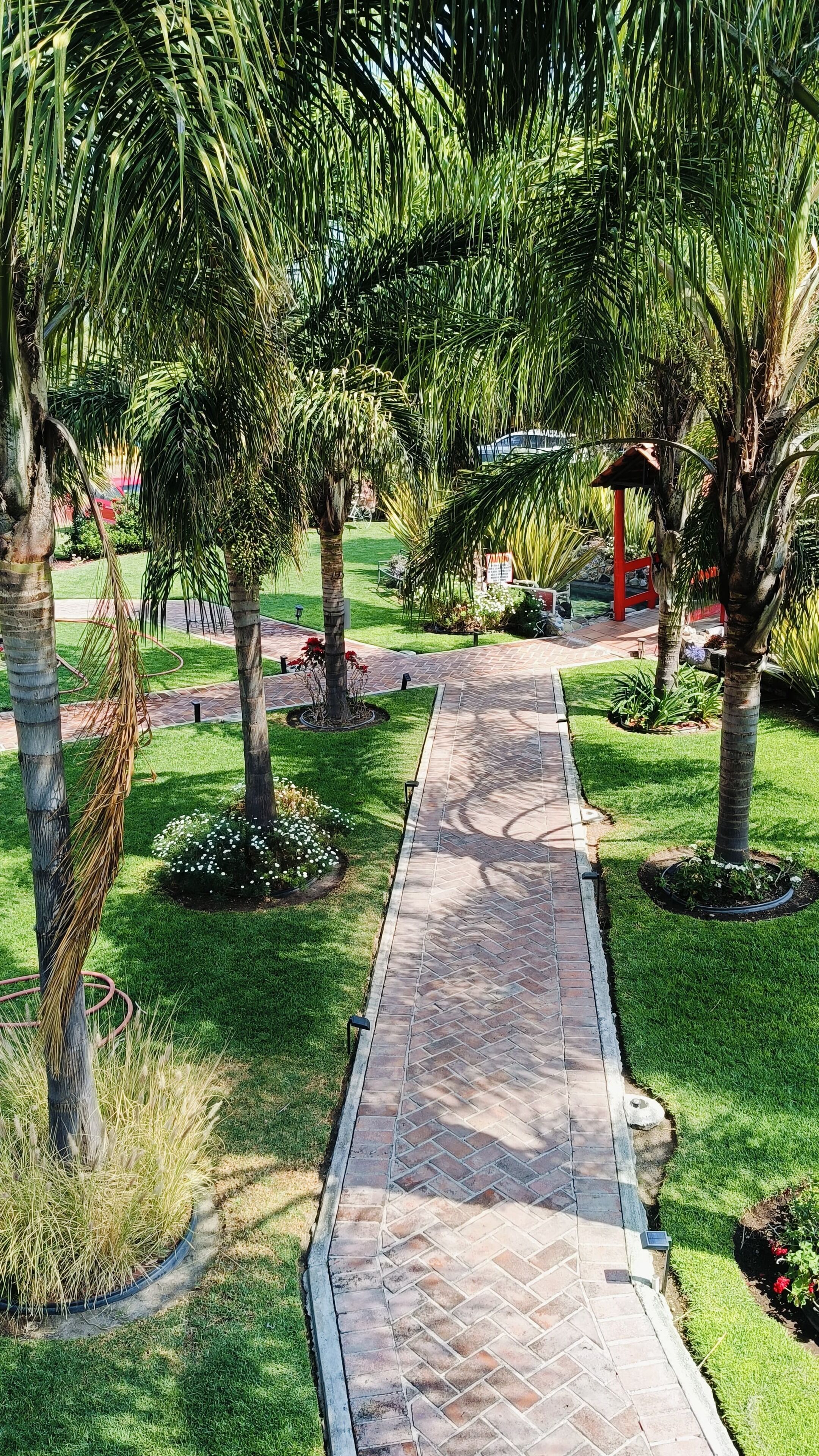 A paved pathway lined with palm trees and small plants, leading to a red structure in the distance.