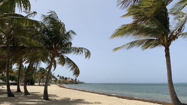 A beach with palm trees and a clear view of the ocean. - Condo with King Size Bed, near Downtown, with Ocean Views, AC, and Secured. (Christiansted)