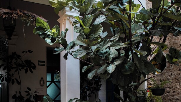 Une cour intérieure agrémentée de différents pots de plantes, d’une chaise en osier et d’un sol en briques.