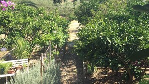 Um jardim com um caminho de cascalho, diversas plantas e edifícios brancos com telhados vermelhos ao fundo.