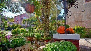 Un jardin avec différentes sortes de plantes et un mur en pierre.
