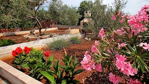 Ein Garten mit verschiedenen Pflanzen und Blumen, darunter rote und pinke Blüten, sowie eine Steinstruktur im Hintergrund.