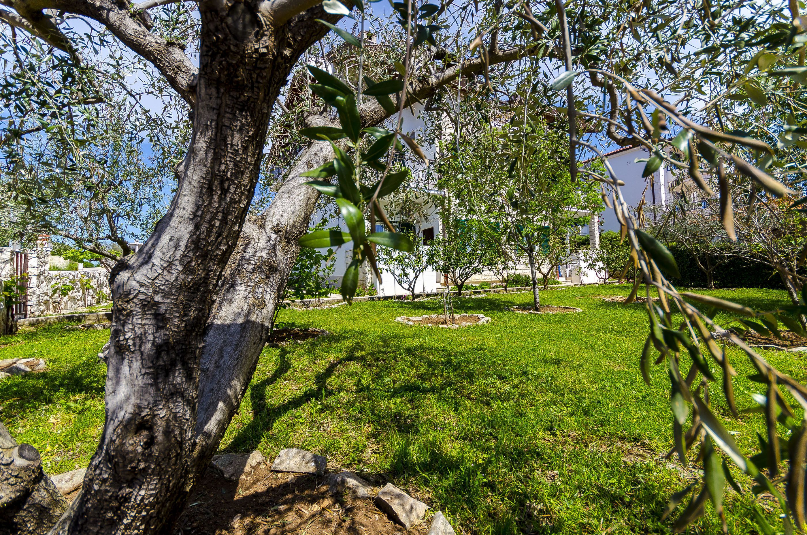 A garden with a large tree, a white building, and a well-maintained lawn.