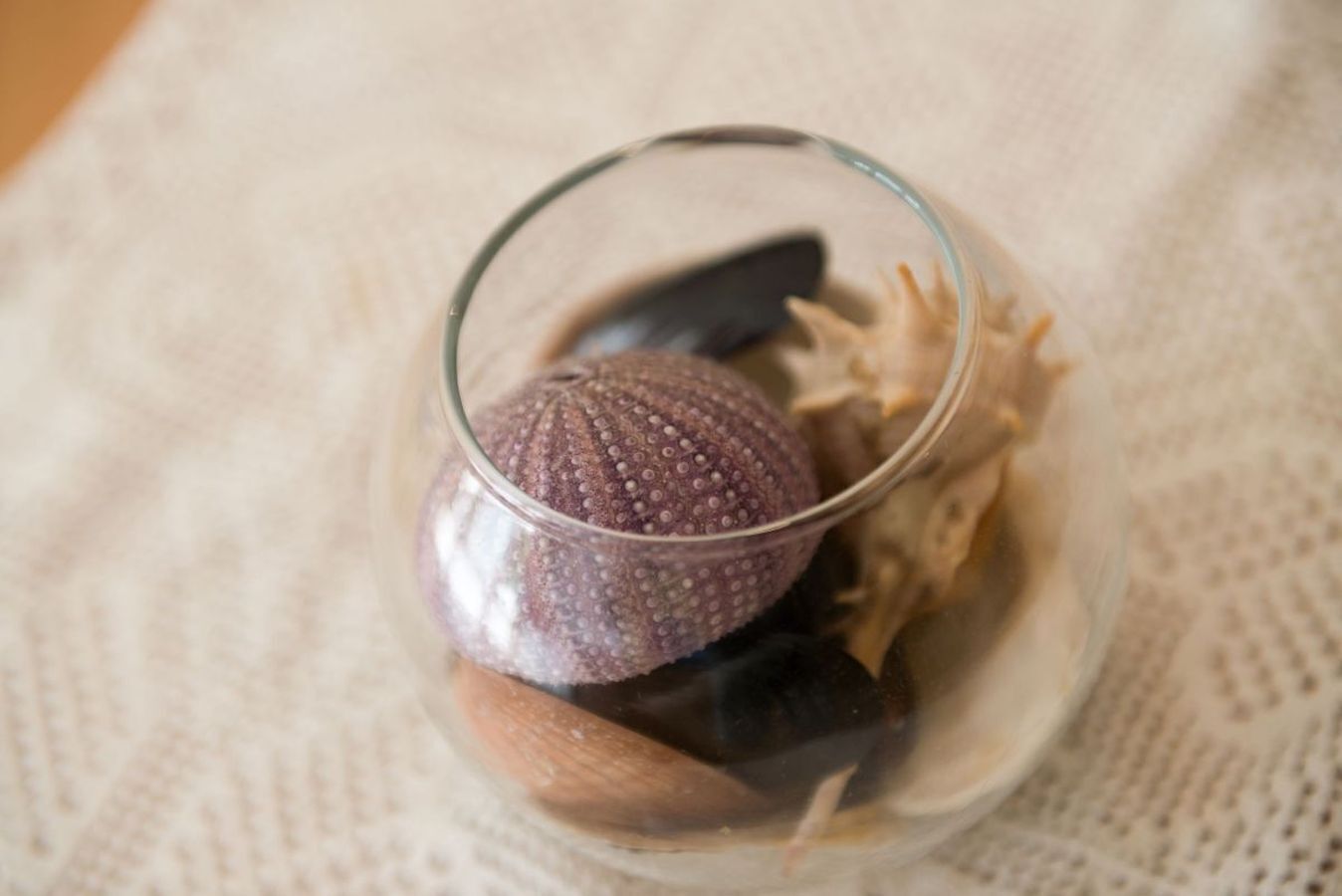 Un bol en verre contenant un oursin de mer, posé sur une surface texturée.