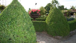 A well-manicured garden with neatly trimmed hedges and a large flower pot with pink flowers. - Apartment Anita Fischbach near Dahn (Fischbach bei Dahn)