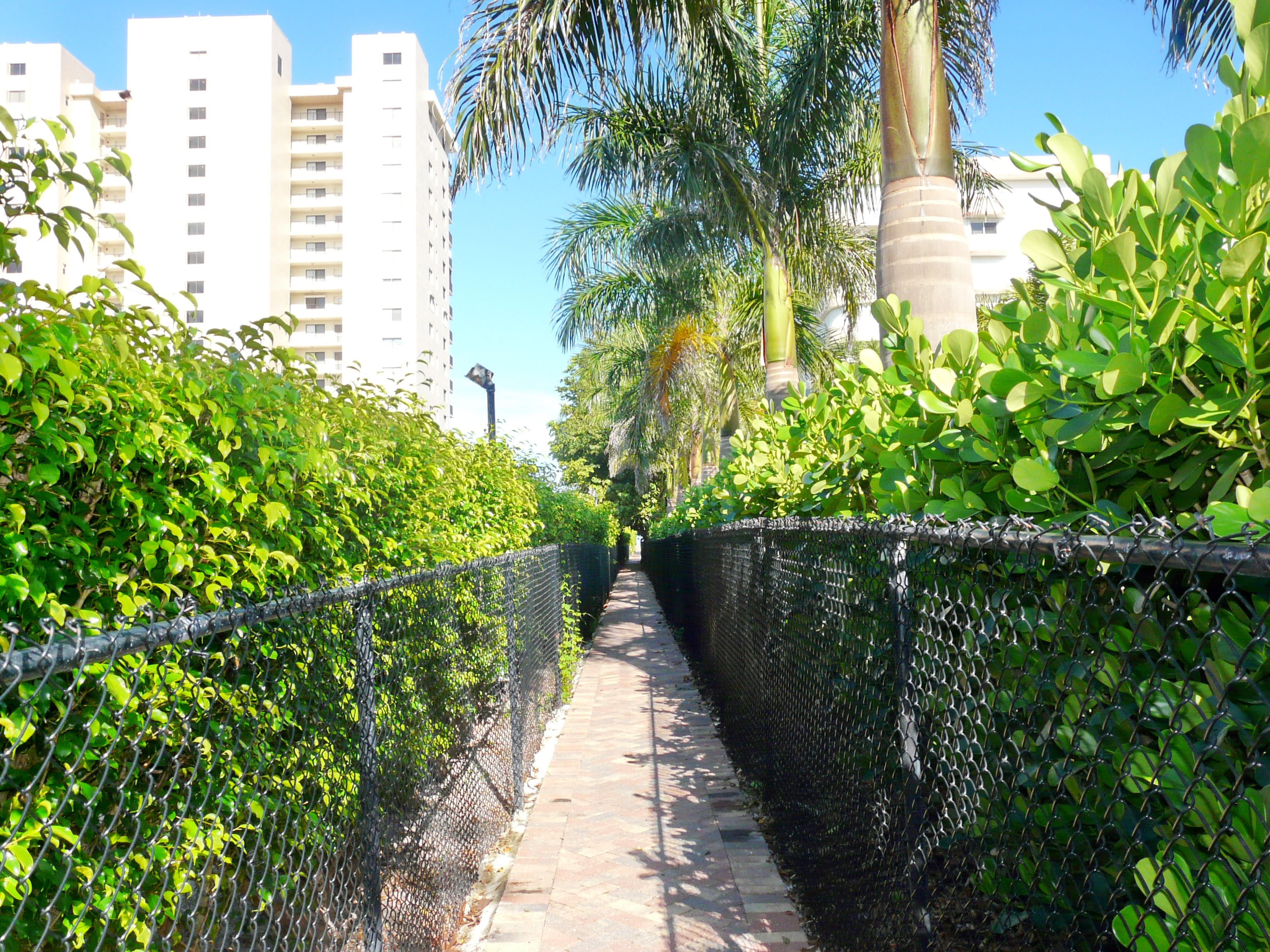 A pathway flanked by lush greenery and chain-link fences, leading towards tall buildings in the background.