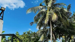 A rooftop garden with a palm tree, potted plants, and a white wall. - Pig Dive Hostel (Moalboal)