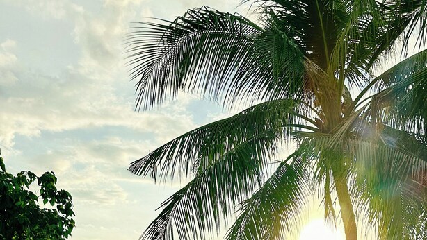 A rooftop terrace with a view of the sunset, palm trees, and a green lawn. - Pig Dive Hostel (Moalboal)