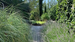 A paved path surrounded by lush greenery and tall grasses.