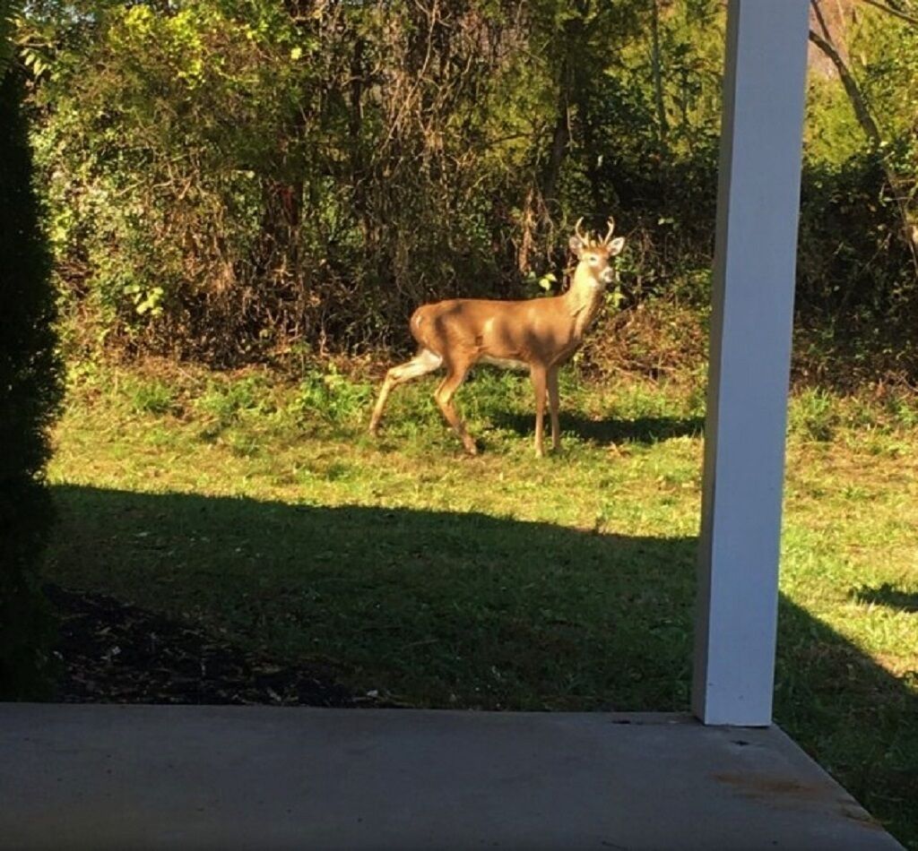 A deer in a grassy area with dense foliage in the background.
