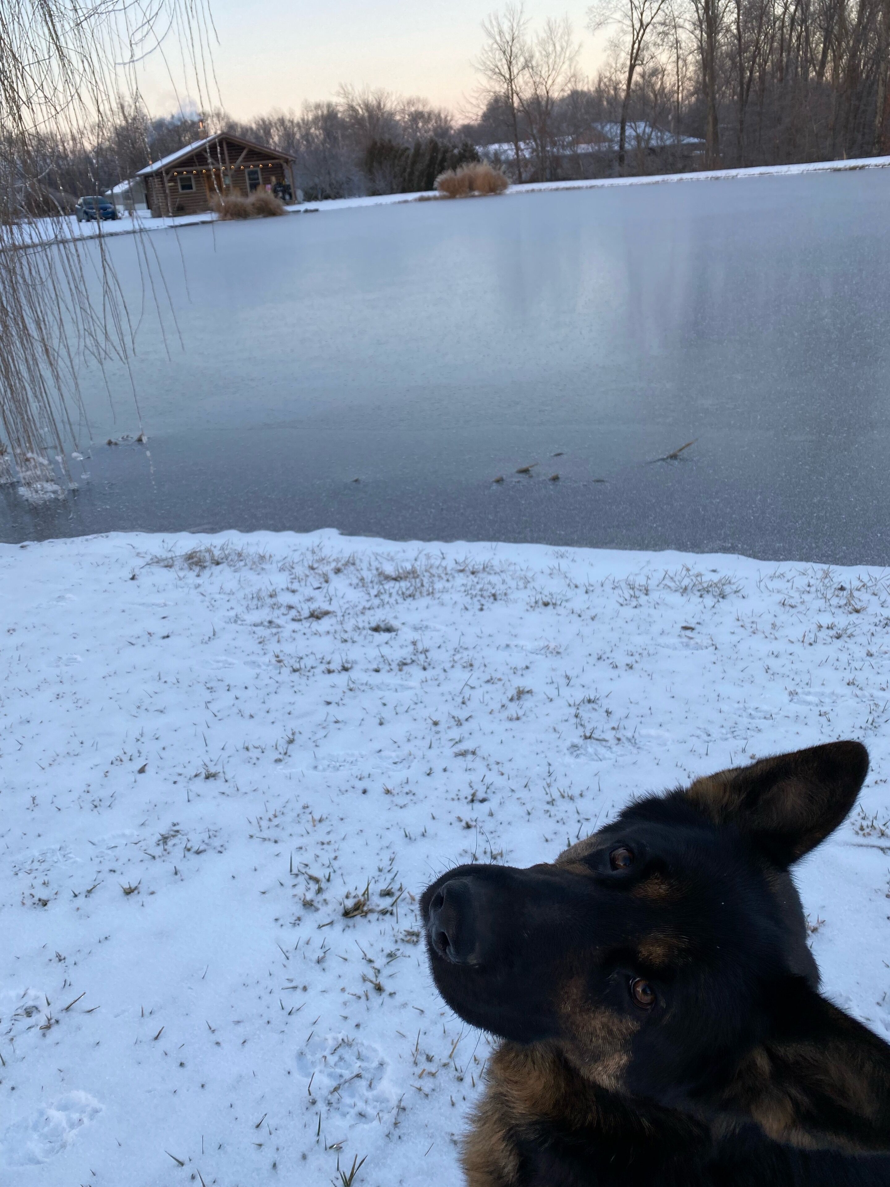Un perro mirando un cuerpo de agua congelado con una cabaña al fondo.