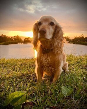 Pet-friendly - A cosy cottage with views, dog friendly (Penmaenmawr)