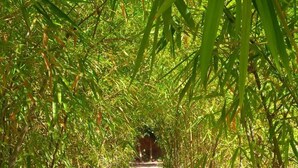 A pathway flanked by bamboo plants, leading to a structure in the distance.