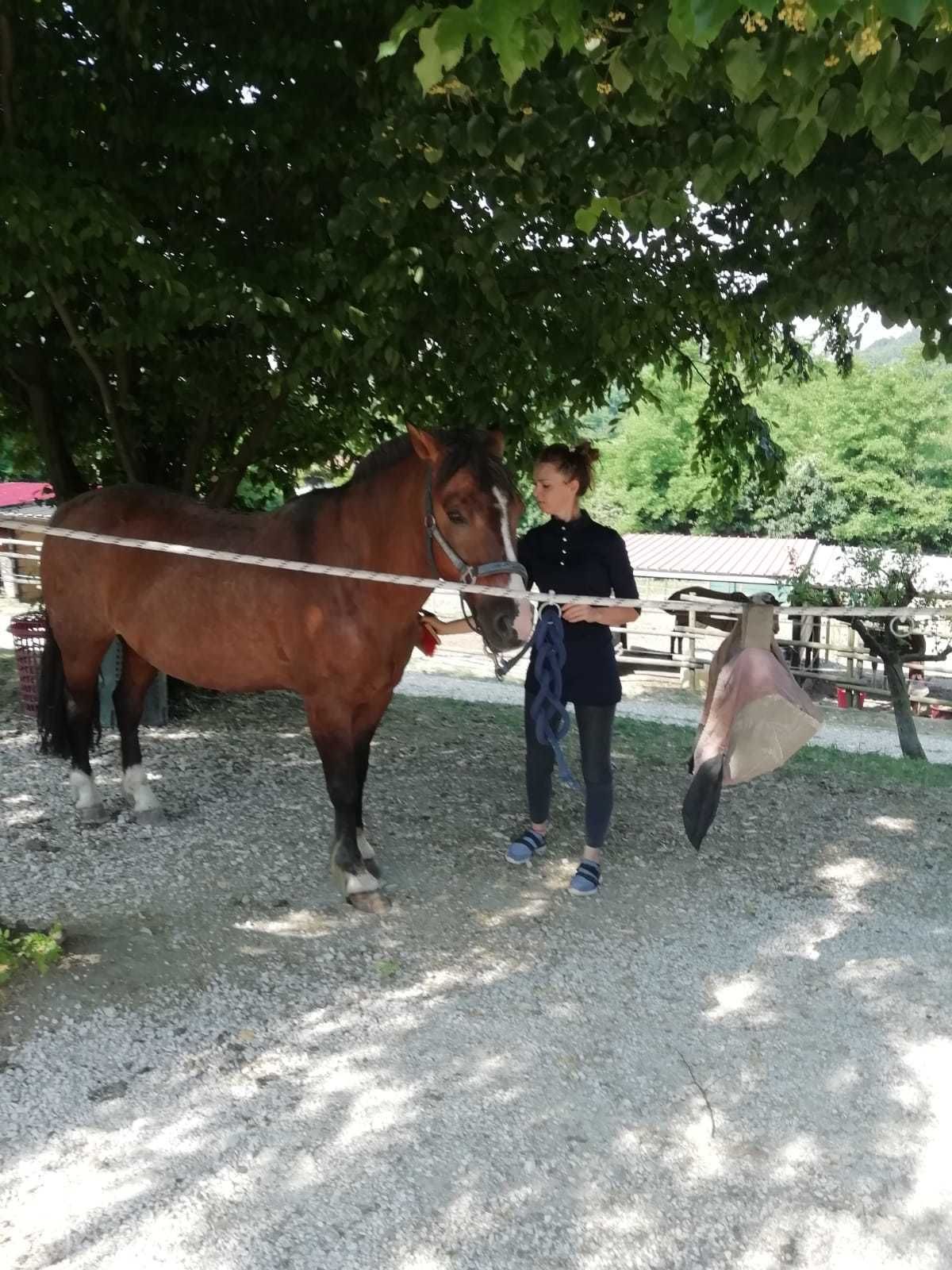 乗馬