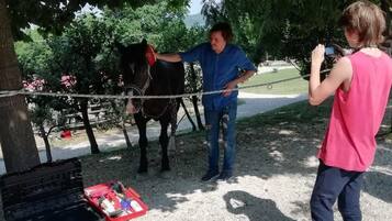 A person interacting with a horse under a tree, with a toolbox and supplies on the ground.