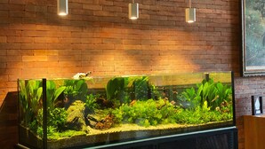 Un aquari gran amb diverses plantes aquàtiques i peixos, davant d'una paret de maó amb llums penjants.