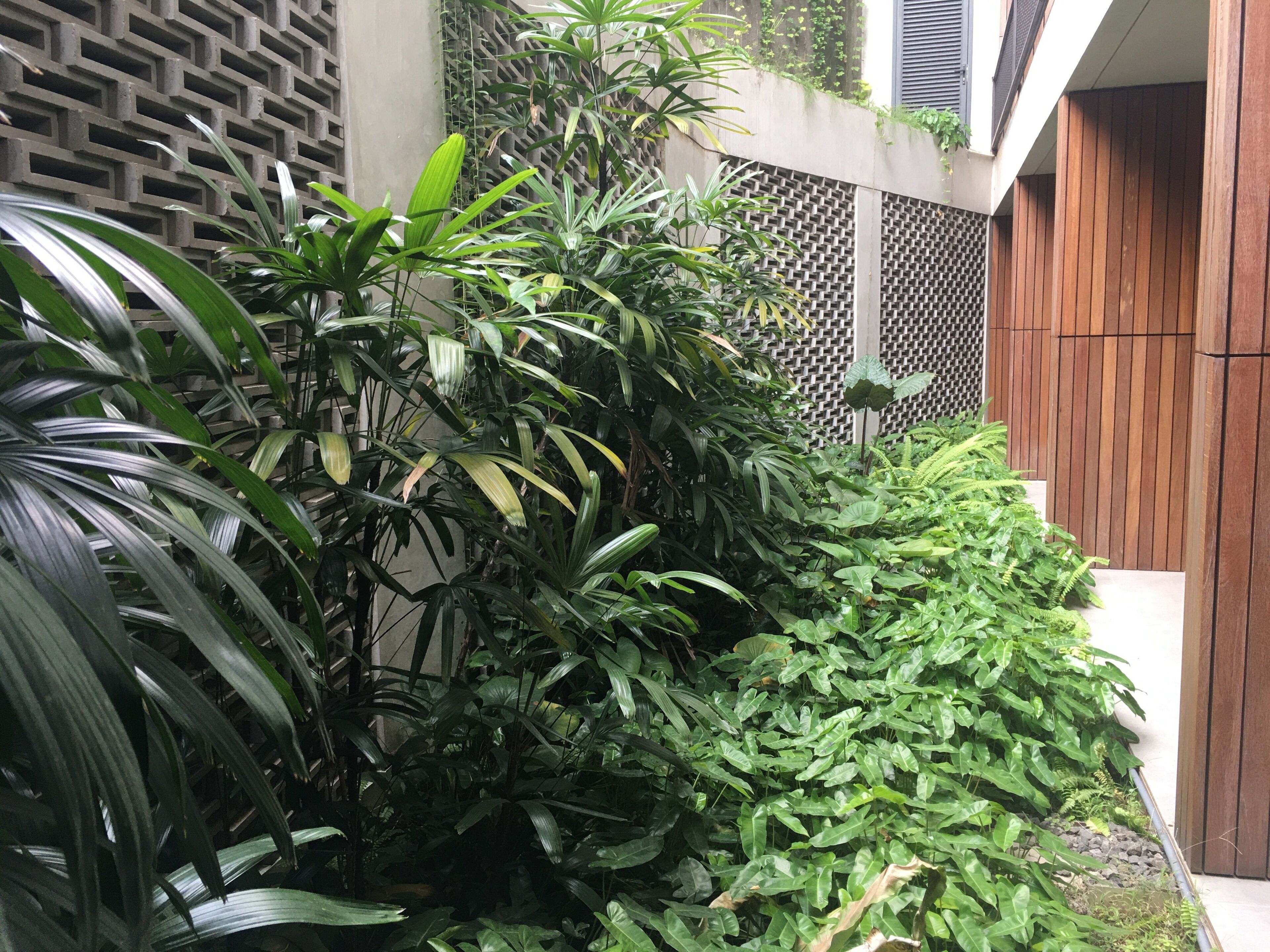 A lush green garden with dense foliage and a wooden fence.