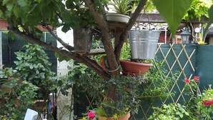 Un jardín con un árbol, plantas en macetas y flores rosas.