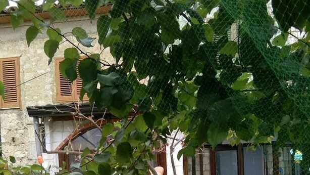 Un jardín con un árbol, flores rojas y diversas plantas en macetas.