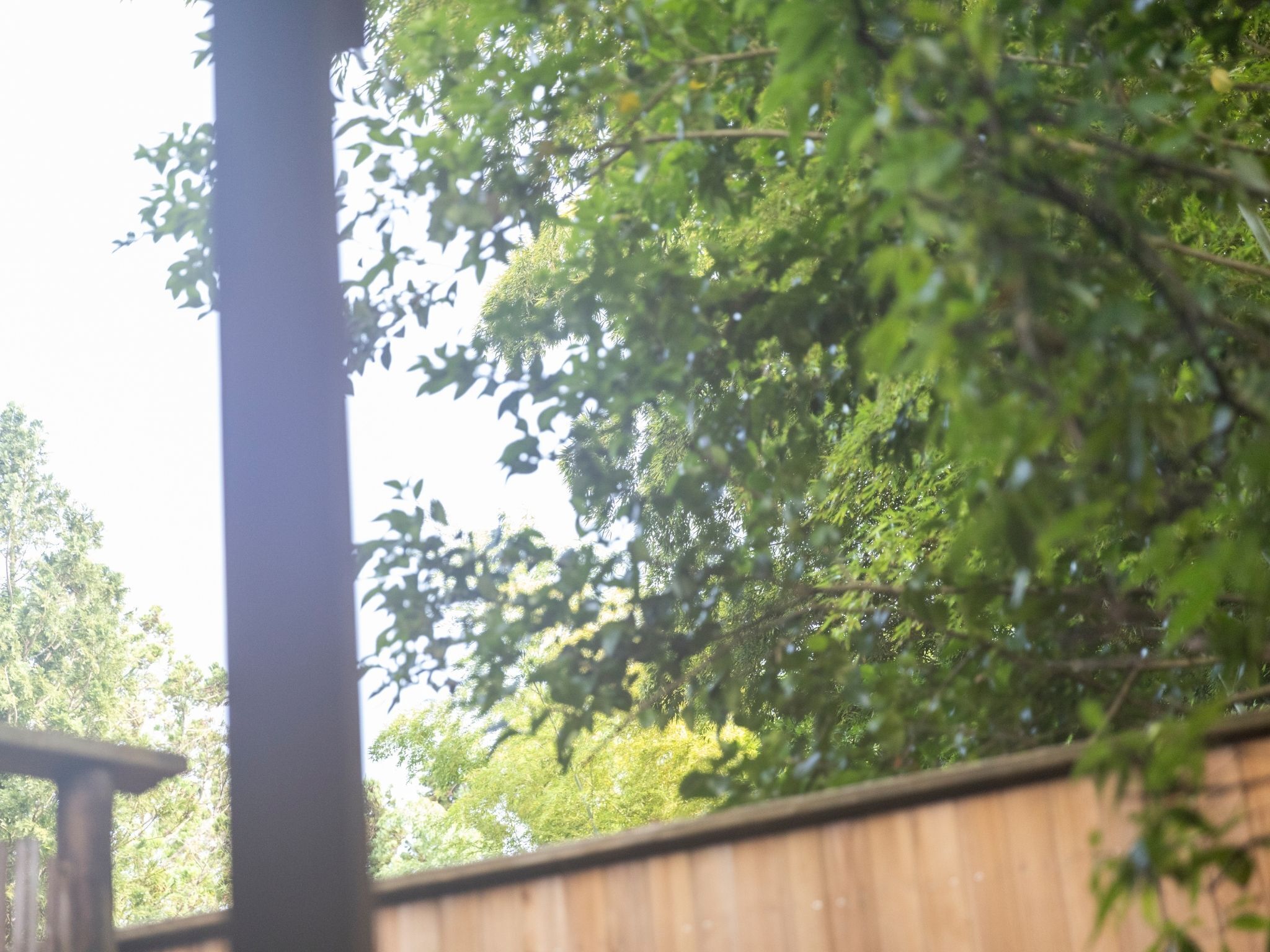 A wooden fence with dense green foliage in the background.