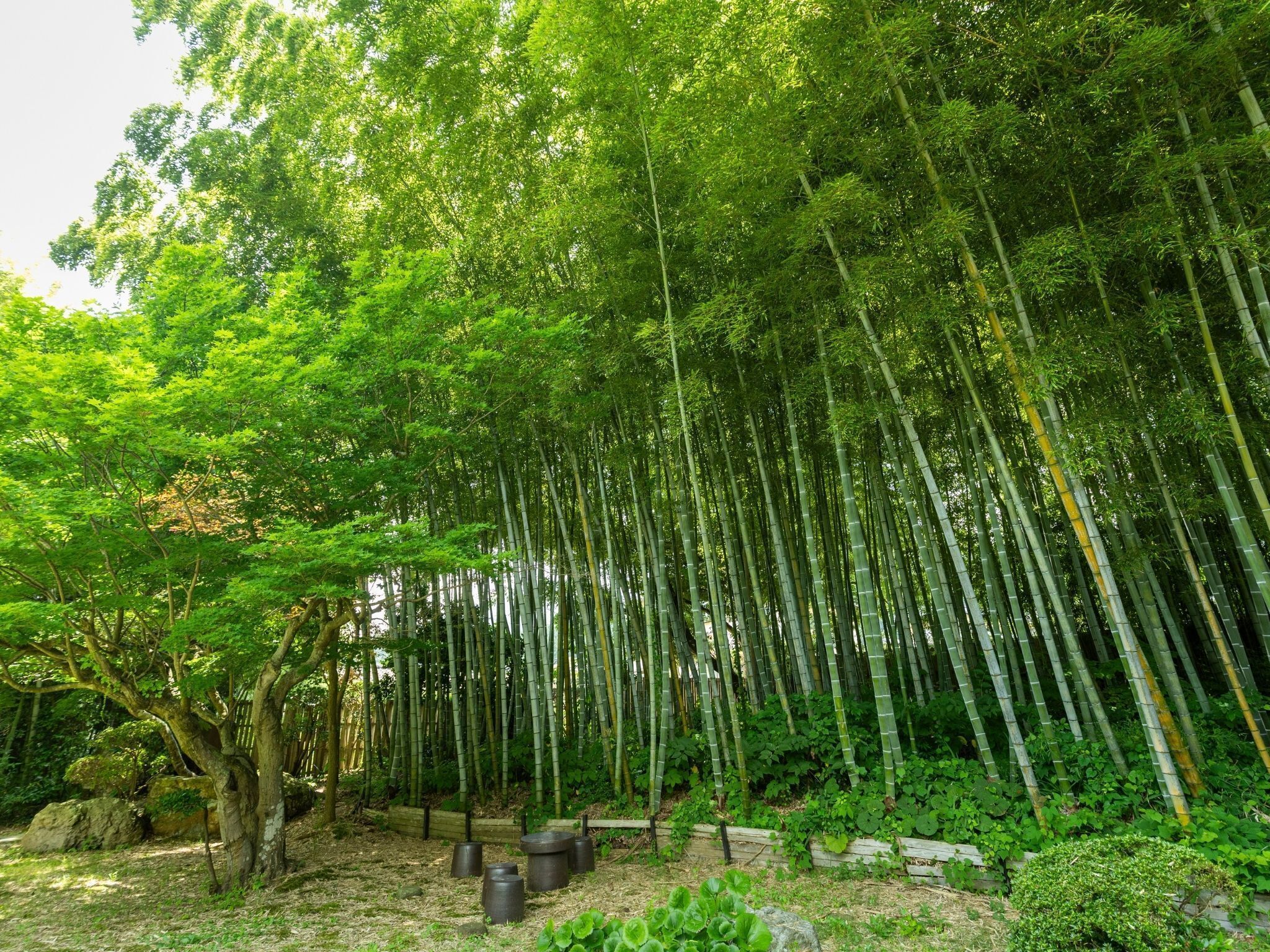 A dense bamboo forest with a ground covered in grass and small plants.