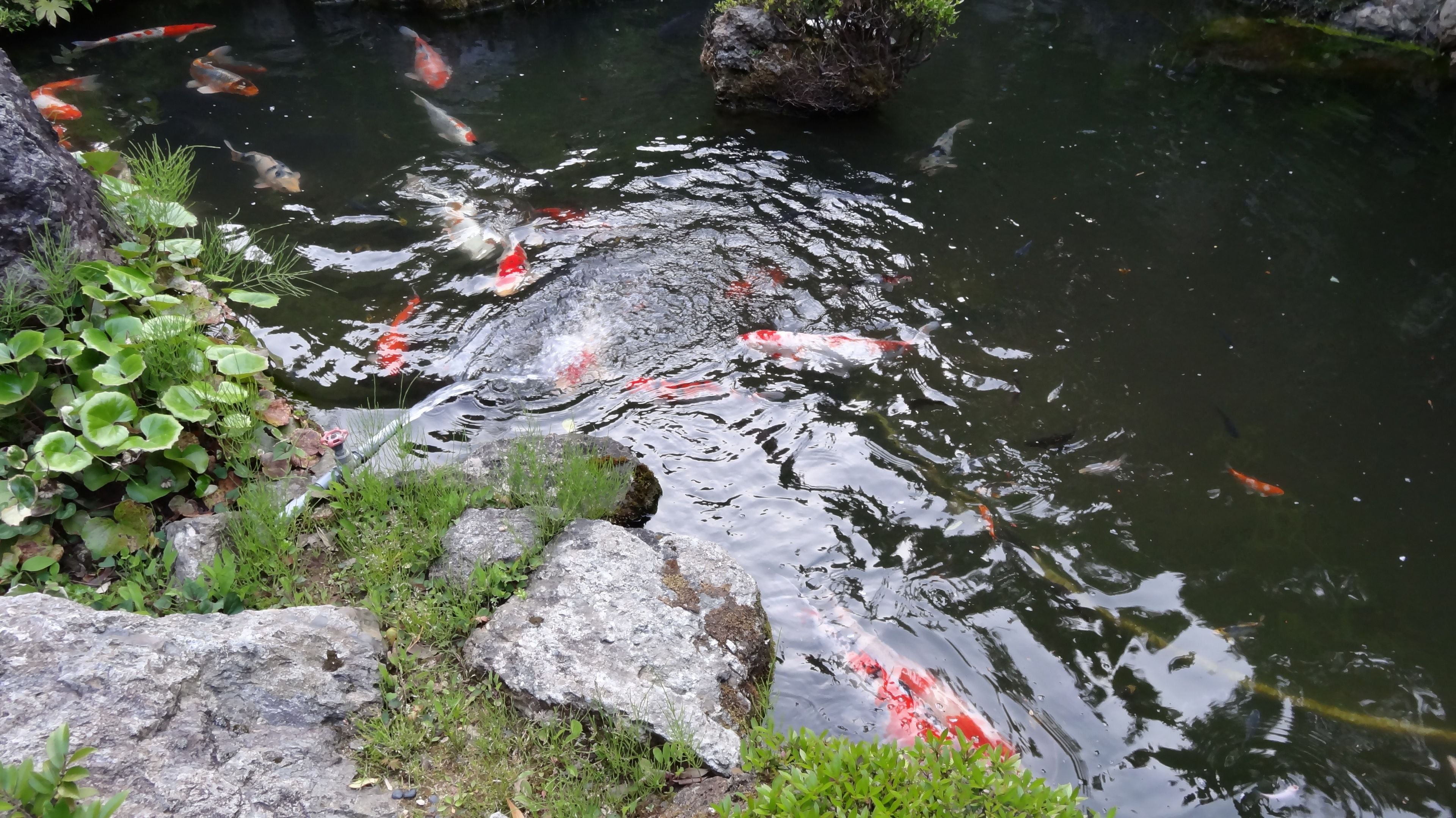 A koi pond with clear water and several koi fish.
