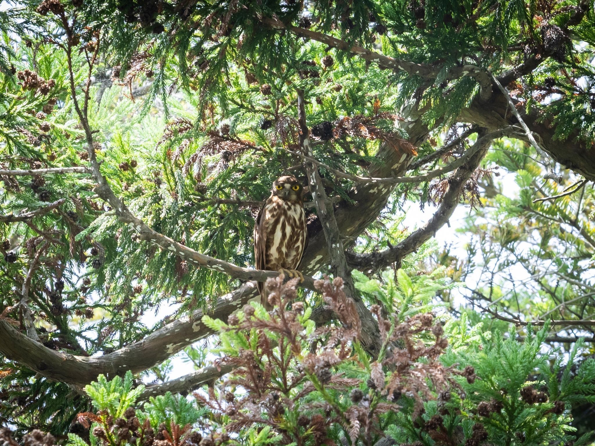 A bird perched on a tree branch with dense foliage and pine cones.