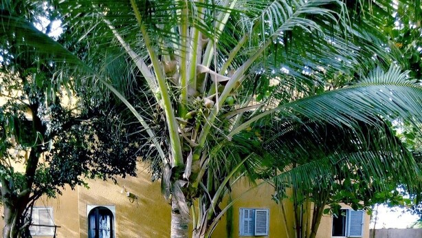Ein Innenhof mit einer Palme, einem gelben Gebäude mit Tür und Fenstern sowie Pflanzen in schwarzen Reifen.