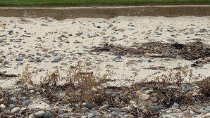 Zona residencial con casas, un poste de electricidad y una playa arenosa con vegetación escasa.