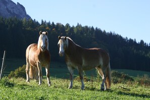 Fitness facility - 5 Apartment Kienberg 35sqm, balcony, kitchenette, 1 bedroom, living room, 2 pers. (Ruhpolding)