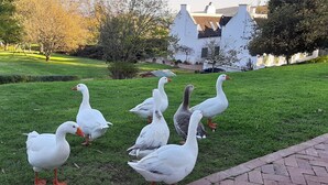Unclassified image, 3 of 14, button - Canetsfontein Guest Cottage (Wellington)
