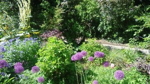A garden with various plants and flowers, including purple spherical blooms and green foliage. - The Ormidale Hotel (Isle of Arran)