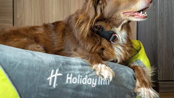 A dog lying on a gray and yellow pet bed with the text "Holiday Inn" on it.
