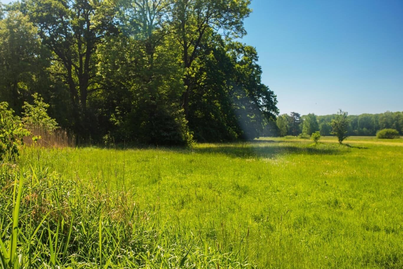 A grassy field with trees in the background.