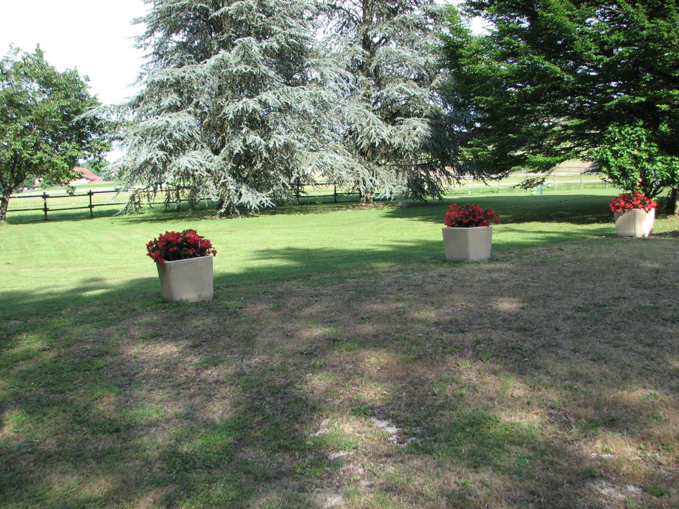 A grassy area with three large planters containing red flowers, surrounded by trees and a fence.