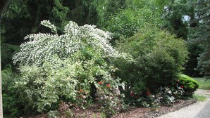 Un jardín con diversas plantas y flores, un sendero de grava y una cerca de madera.