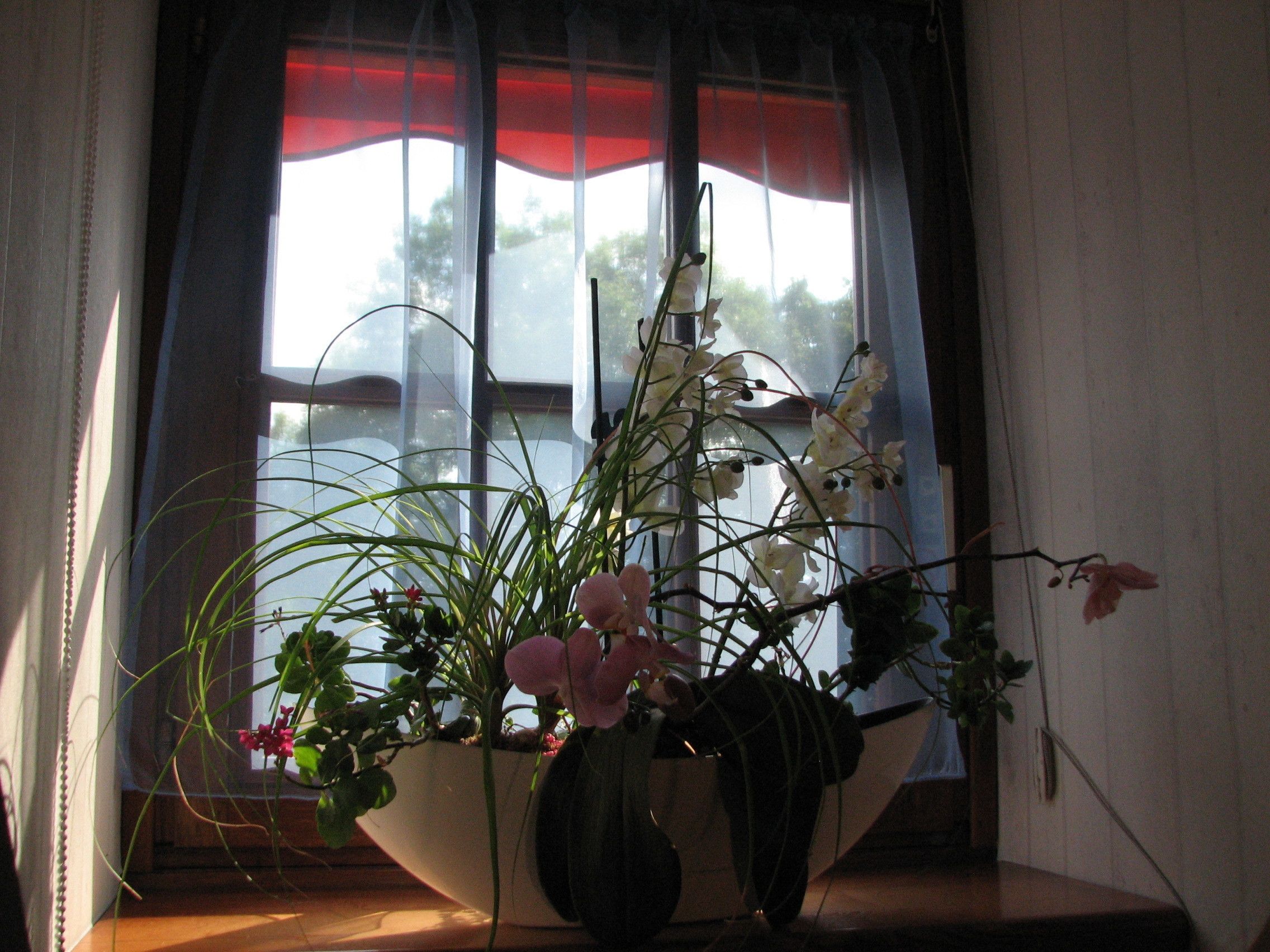 Una ventana con cortinas translúcidas, una planta en maceta con flores blancas y rosadas, y vistas de árboles al exterior.