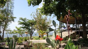 Un jardin avec différentes plantes et un cactus orné d’une fleur rouge. On aperçoit un sentier et une structure en arrière-plan.