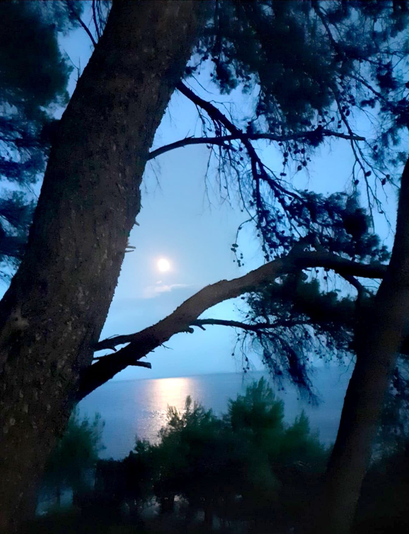 Una vista notturna di una zona alberata con un corpo d'acqua e una luna ben visibile.