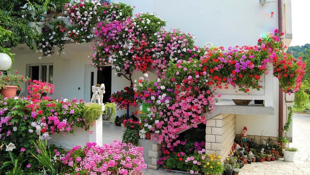 A building with a white facade, covered in vibrant pink and red flowers, and various potted plants around the entrance. - Apartments Rezika (Palit)